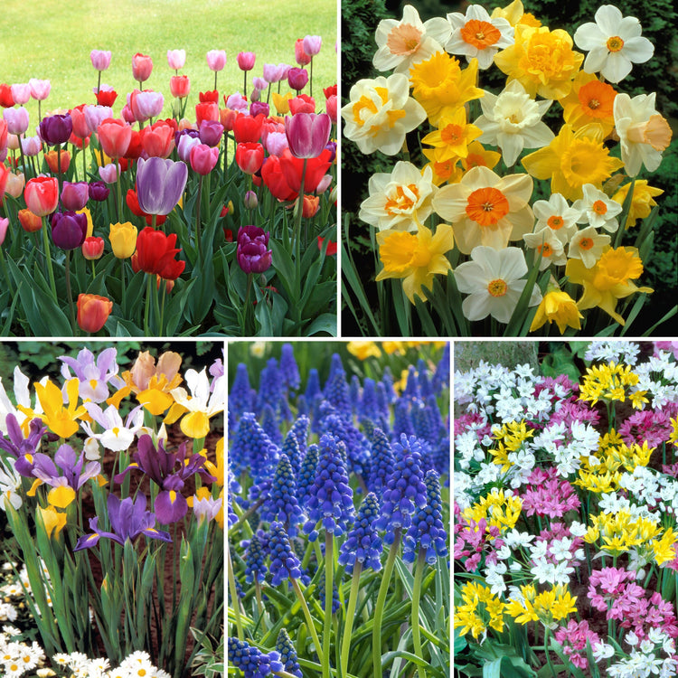 55-Piece Bulb Garden