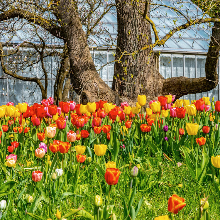 55-Piece Bulb Garden