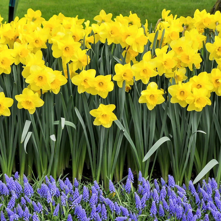 55-Piece Bulb Garden