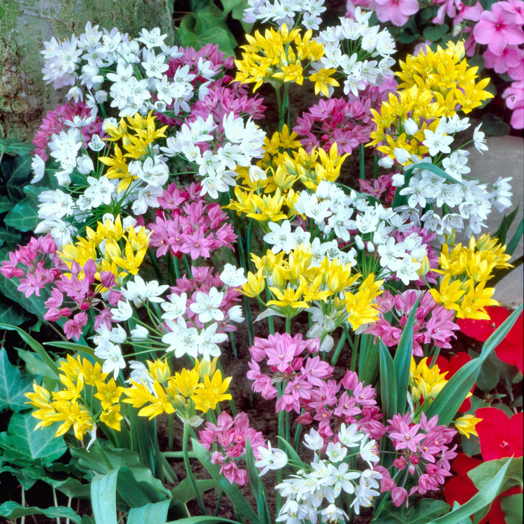 55-Piece Bulb Garden