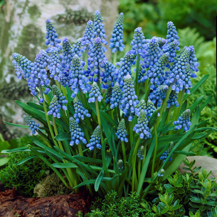 55-Piece Bulb Garden
