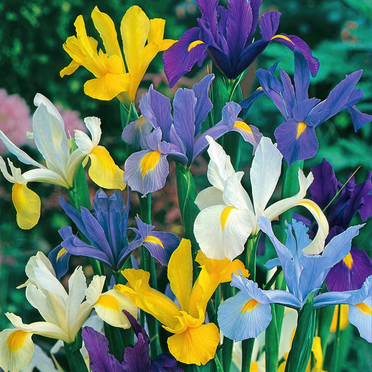55-Piece Bulb Garden