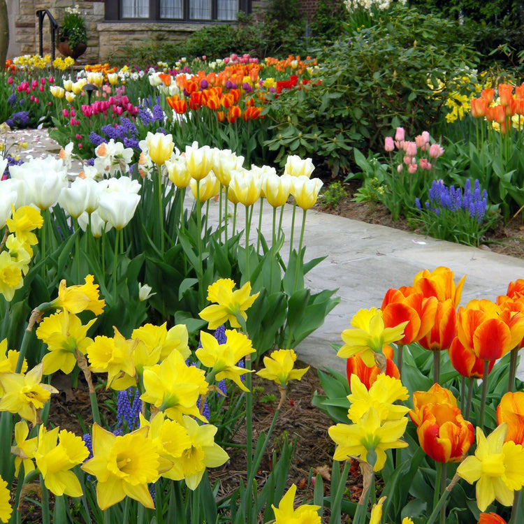 55-Piece Bulb Garden