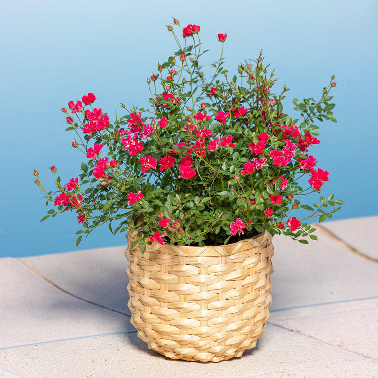 Potted plant with red flowers in a woven basket on a blue background