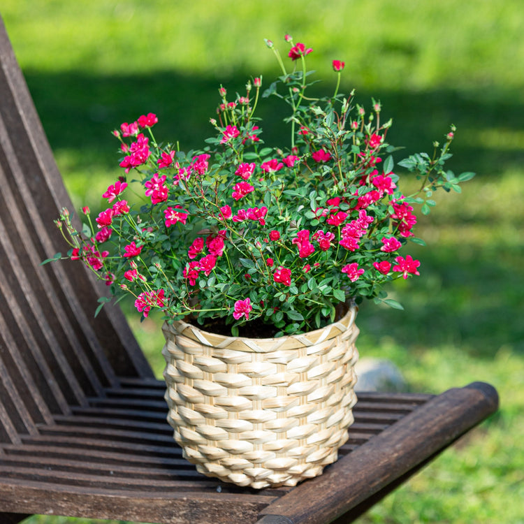 Potted plant with pink flowers on a wooden bench outdoors