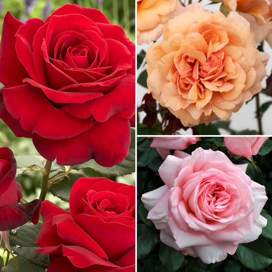 3-Piece Deluxe Rose Garden