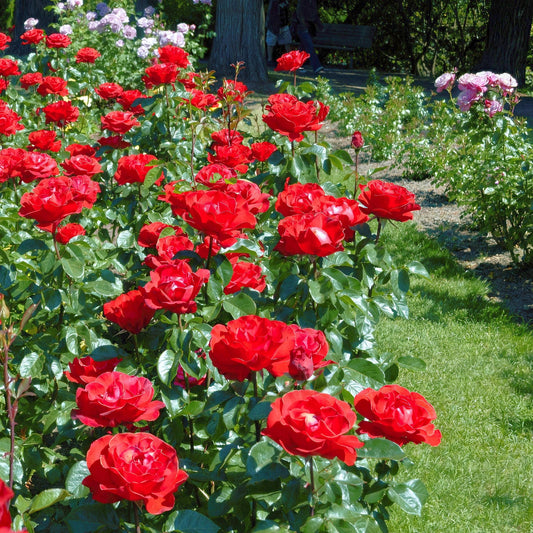 3-Piece Deluxe Rose Garden