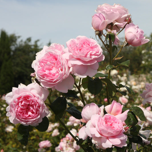 3-Piece Deluxe Rose Garden