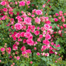 3-Piece Pink Tumbleweed Rose