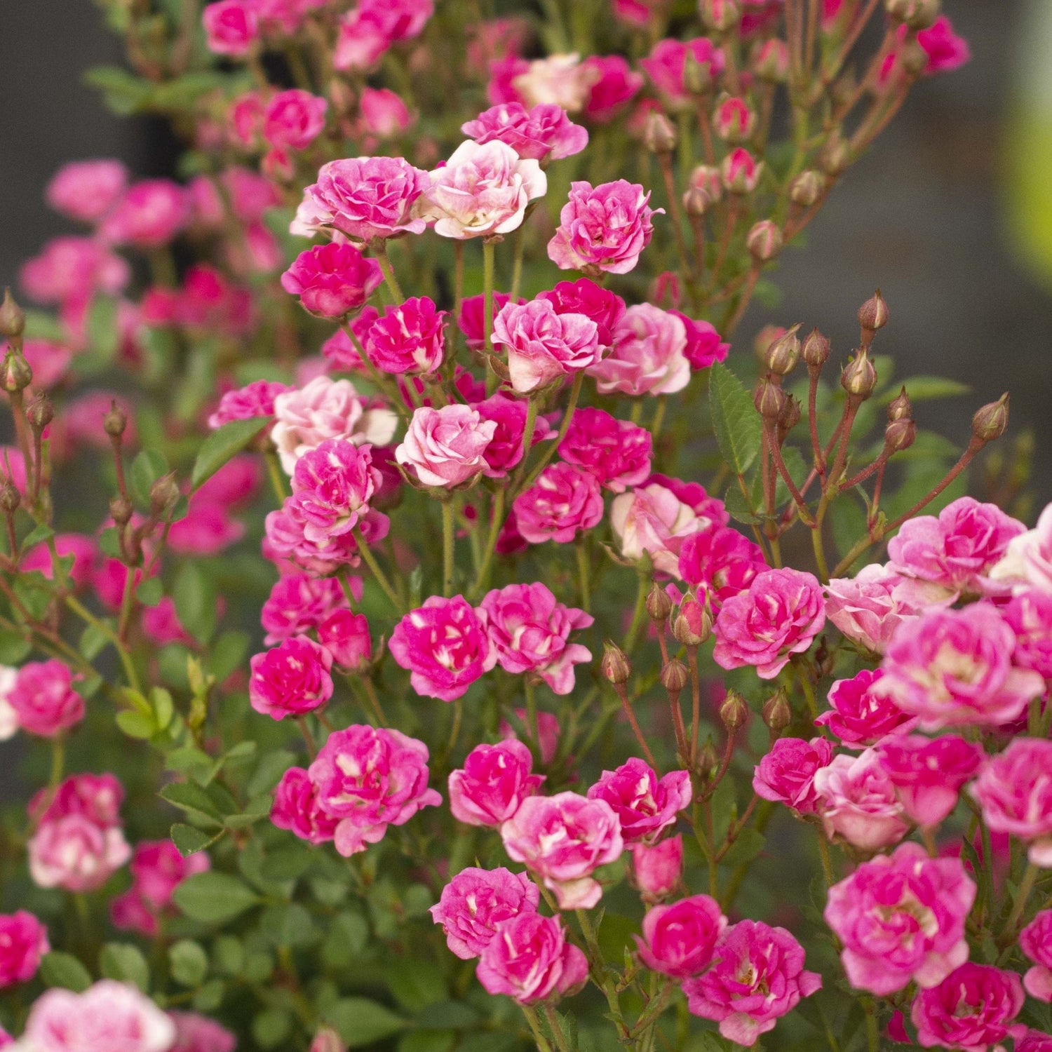 Close-up of a cluster of pink flowers with green leaves.