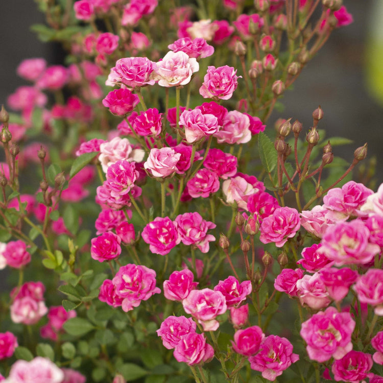 Close-up of a cluster of pink flowers with green leaves.