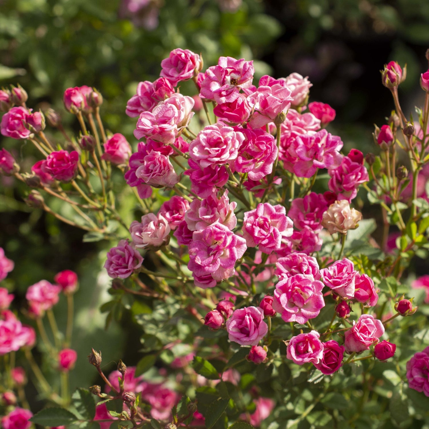Close-up of pink flowers with green leaves on a blurred natural background
