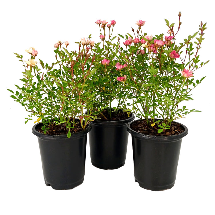 Three potted plants with pink flowers on a white background