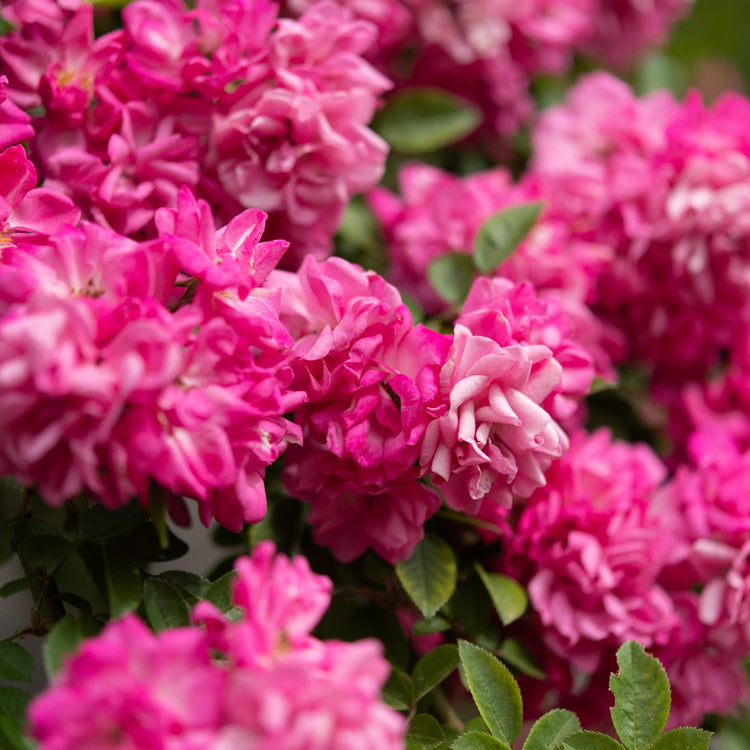 Close-up of pink flowers with green leaves