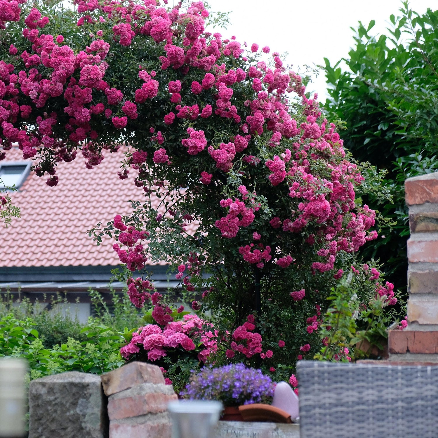 Pink flowering archway in a garden setting with a house in the background