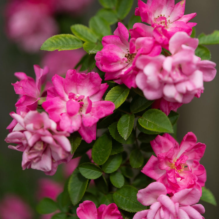 Close-up of pink flowers with green leaves on a blurred background
