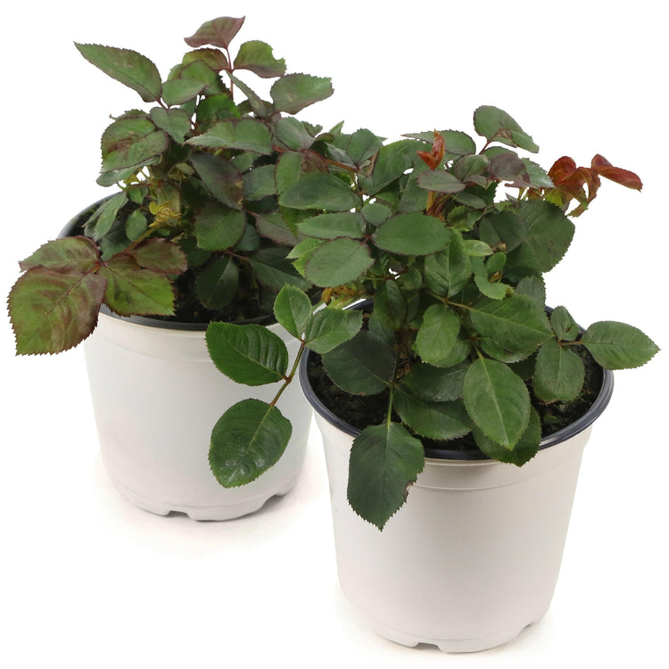 Two potted plants with green leaves in white pots on a white background