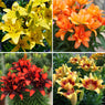 20-Piece Fall Lily Collection