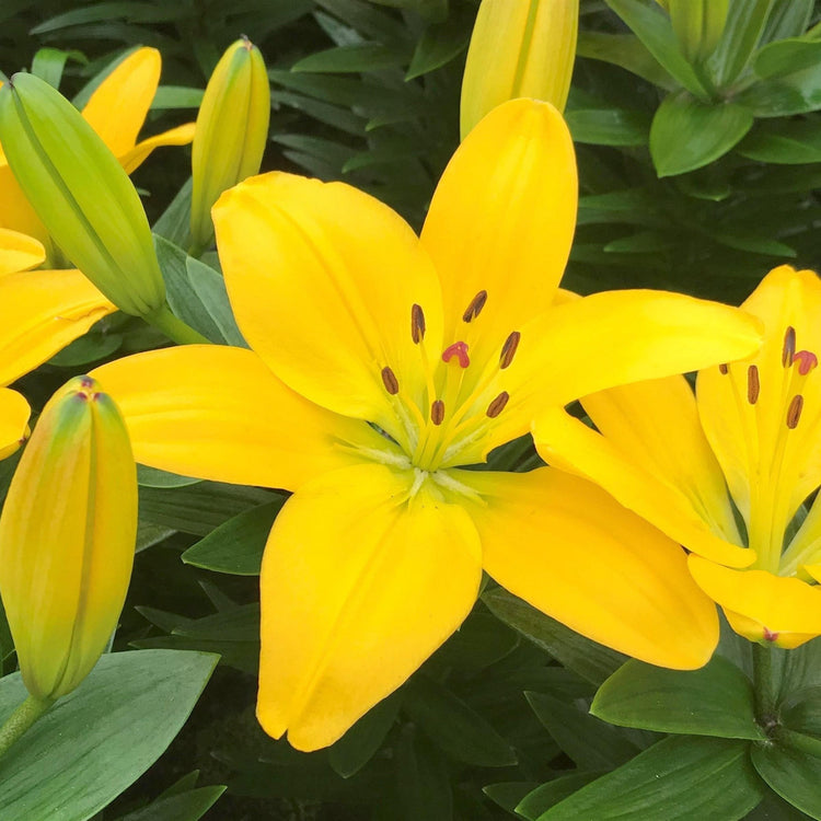 Close-up of a bright yellow lily flower with green leaves in the background