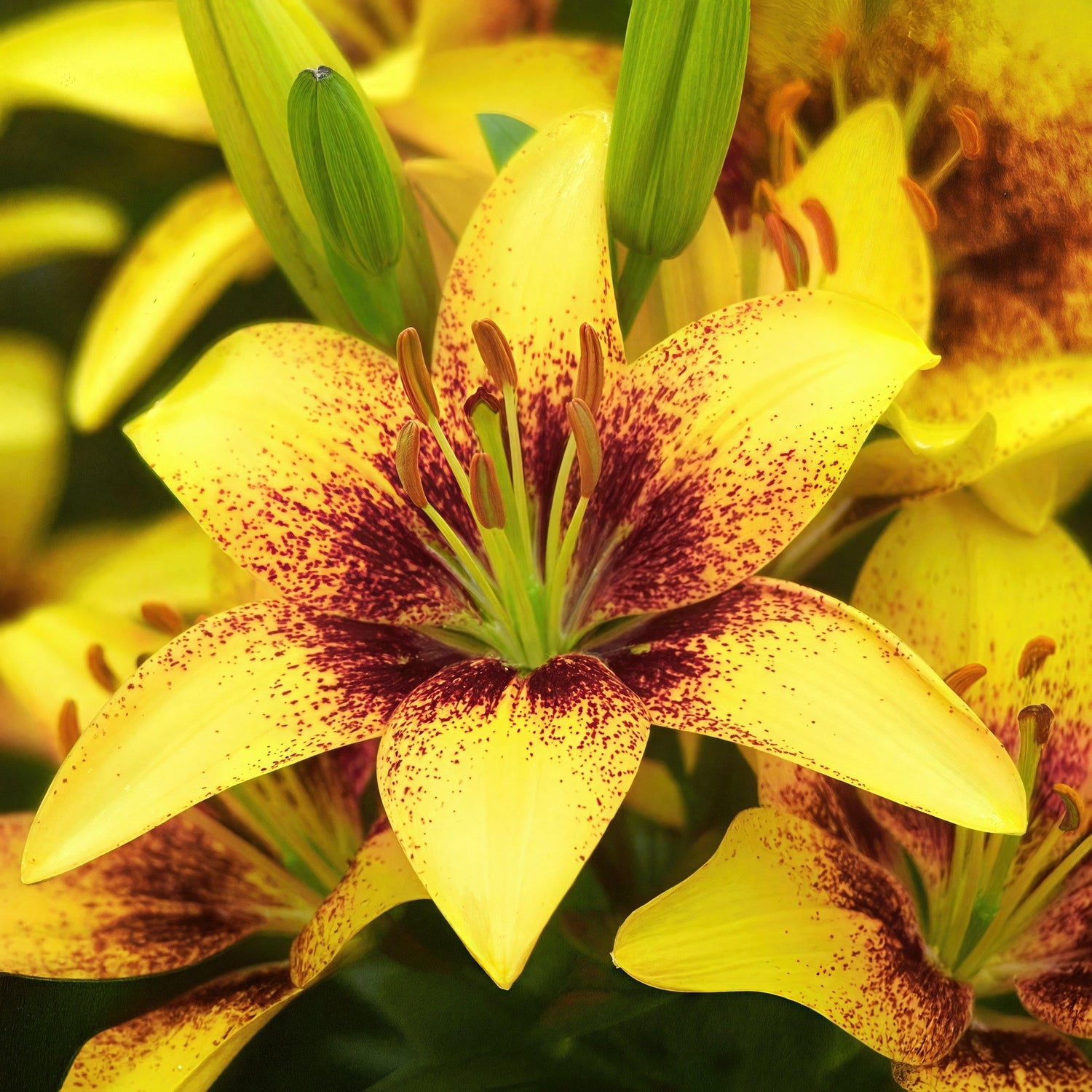 Close-up of a yellow flower with brown speckles in a natural setting