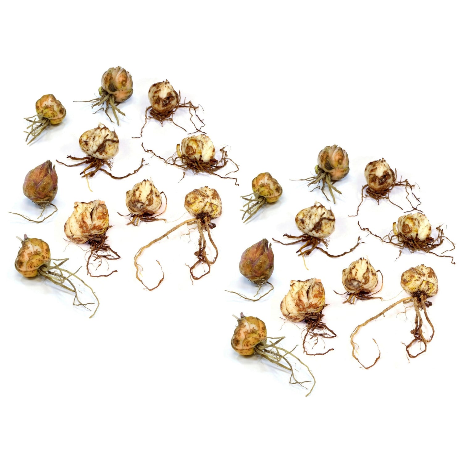 Collection of dried bulbs on a white background